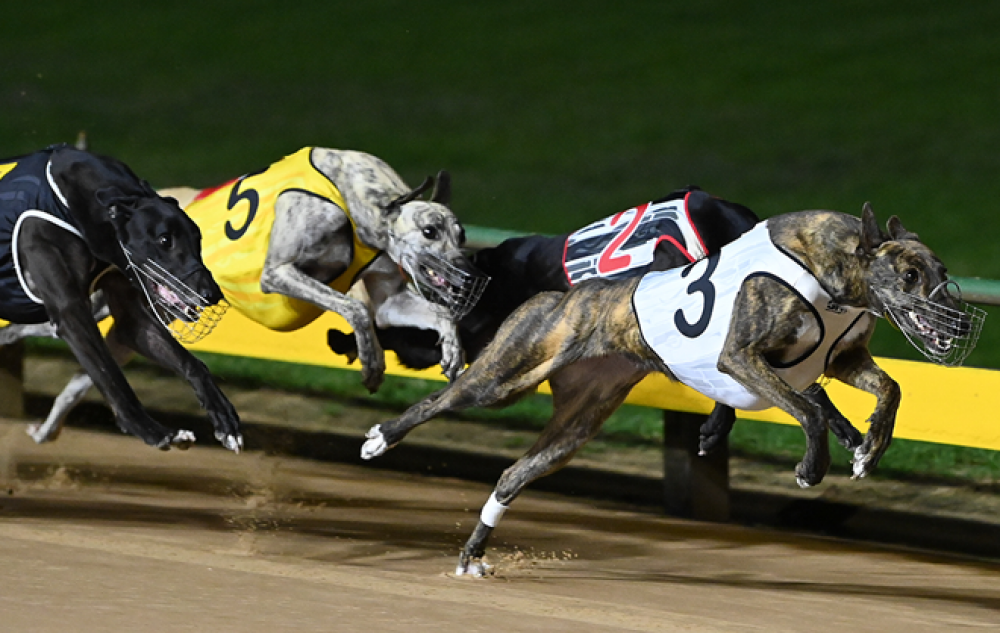 Greyhound Racing Today: Insider Tips and Essential Factors for Smart Betting